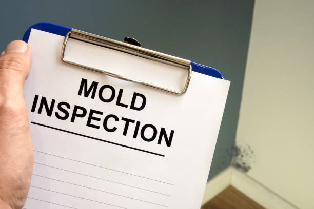 Mold Odor Removal Services in Addison, TX